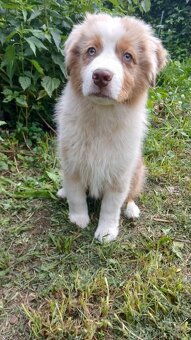 Australský ovčák s PP - red merle - 12