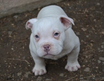 American bully pocket / standard - 12