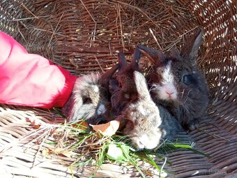 Zakrslý králík - 12
