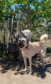 Kangalský pastevecký pes- štěňátka s pp - 12
