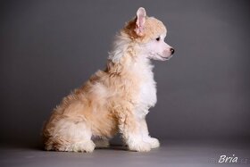 Čínsky chocholatý pes - šteniatka - 12