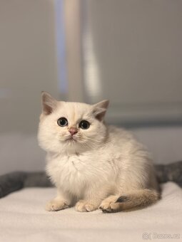 Britska koťata - 12