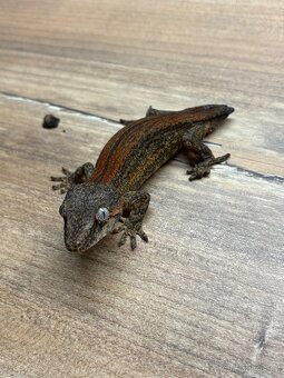 pagekon hrbolkohlavý,pagekon řasnatý - 12