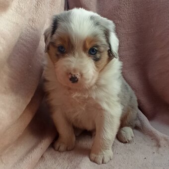 Australský ovčák štěňátka s PP - 12