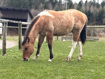 Americký paint horse 🐎 roční hřebeček - 12