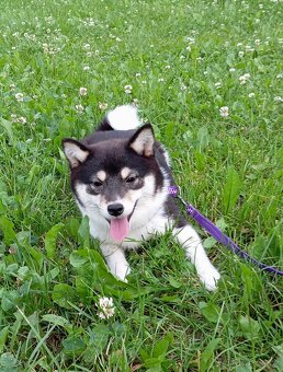 Shiba inu, štěňátko, fenečka. - 12