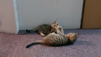 Daruji 2 koťátka (2 holky) - 12