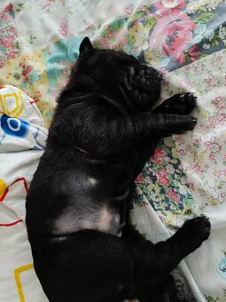 Šarpej 3 měsíce. - 12