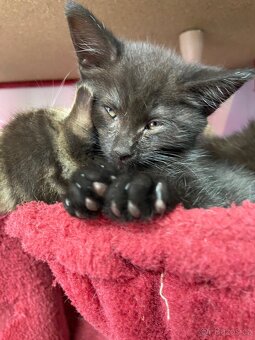 Mainská mývalí - 12