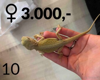 Agama vousatá  - mláďata, vlastní chov - 12