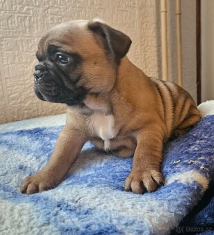 Francouzský buldoček - 12