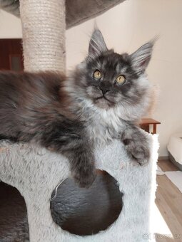 MAINE COON - Mainská mývalia s PP - 12