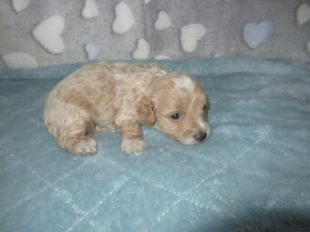 Maltipoo štěňátka - 12