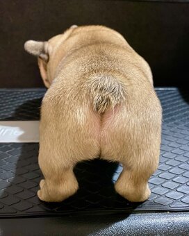 TOP francouzský buldoček s PP FCI - 12