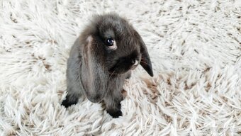 Zakrslý beránek, králíček, králík - PEGGY - 12