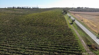Prodej vinohradu 11340 m2  Čejkovice, Vinohrad 11340 m2 Čejk - 12
