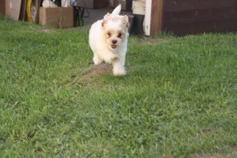 Yorkshire Terrier Golddust - 12