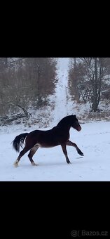 Nádherný Valášek WPRB - 12