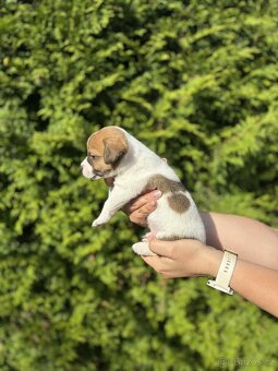 Jack Russell teriéra - 12