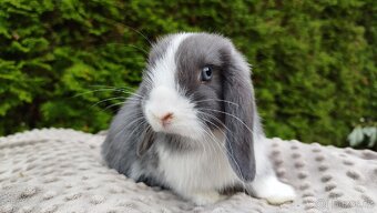 Zakrslý beránek, králíček, králík-HENRY - 12