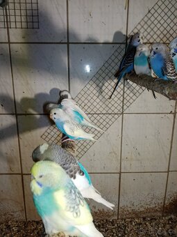 Andulka - andulky - 12