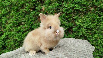 Zakrslý králík, králíček -(lvíček)-TESSIE - 12