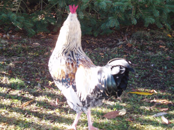 Prodám kohouta do chovu - 12