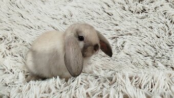Zakrslý beránek, králíček, králík - RAY - 12