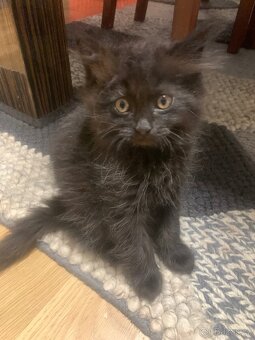 Britská koťátka - 12