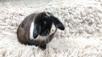 Zakrslý beránek, králíček, králík - 12