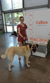 Kangal   štěňata - 12