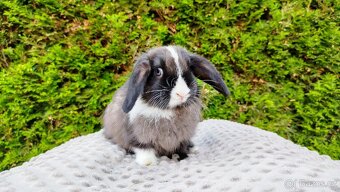 Zakrslý beránek, králíček, králík - TEA - 12