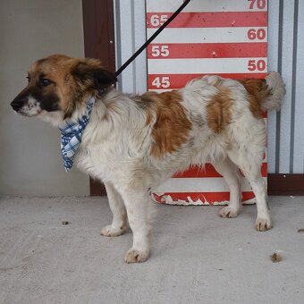 Olim hledá domov - 12