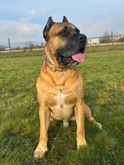 Cane corso s PP - 12