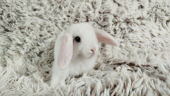 Zakrslý beránek, králíček, králík - TIMIÁN - 12