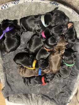 Flat coated retriever - 12