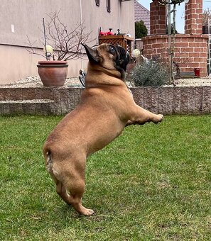 Francouzsky buldoček s PP - psík - 12