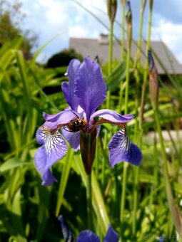 Přebytky ze zahrady - 12