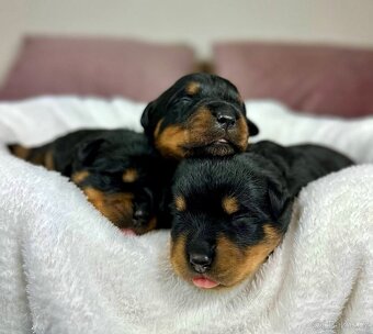 Rotvajler, Rottweiler, rtw s pp - 12