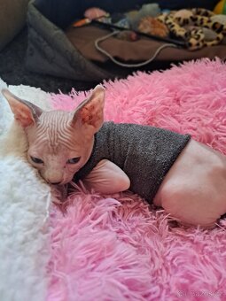 Koťe Sphynx - 12