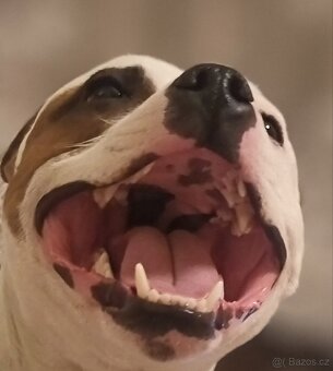 Krycí pes Stafordšírský bulteriér s PP . - 12