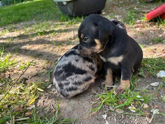 Pražský krysařík- štěňátka, černá s pálením zrzavé a merle - 12