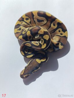 Krajta královská / Python regius - 12
