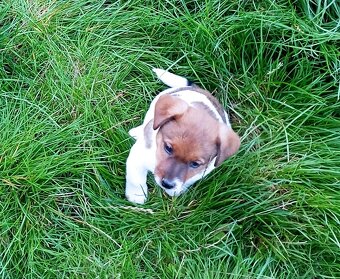 Jack russell terier krásná fenečka na odběr - 12