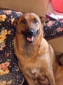 Prodám štěňata německého ovčáka - 12