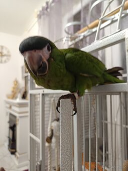 Ara nobilis ručně dokrmena - 12