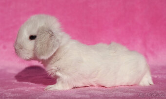 Zakrslí beránci NHD samečci . - 12