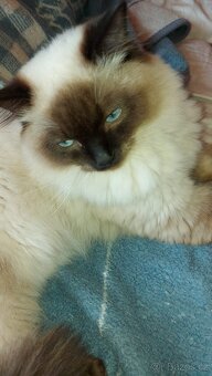 Ragdoll kocur na krytie - 12