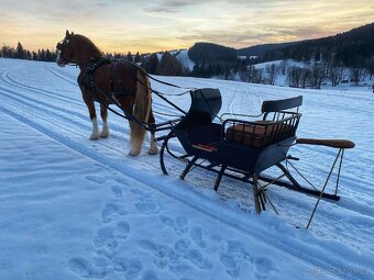 Klisna Welsh pony of cob type - 12