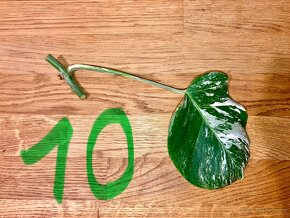 VYPRODÁNO Monstera albo variegata panašovaná bílá deliciosa - 12